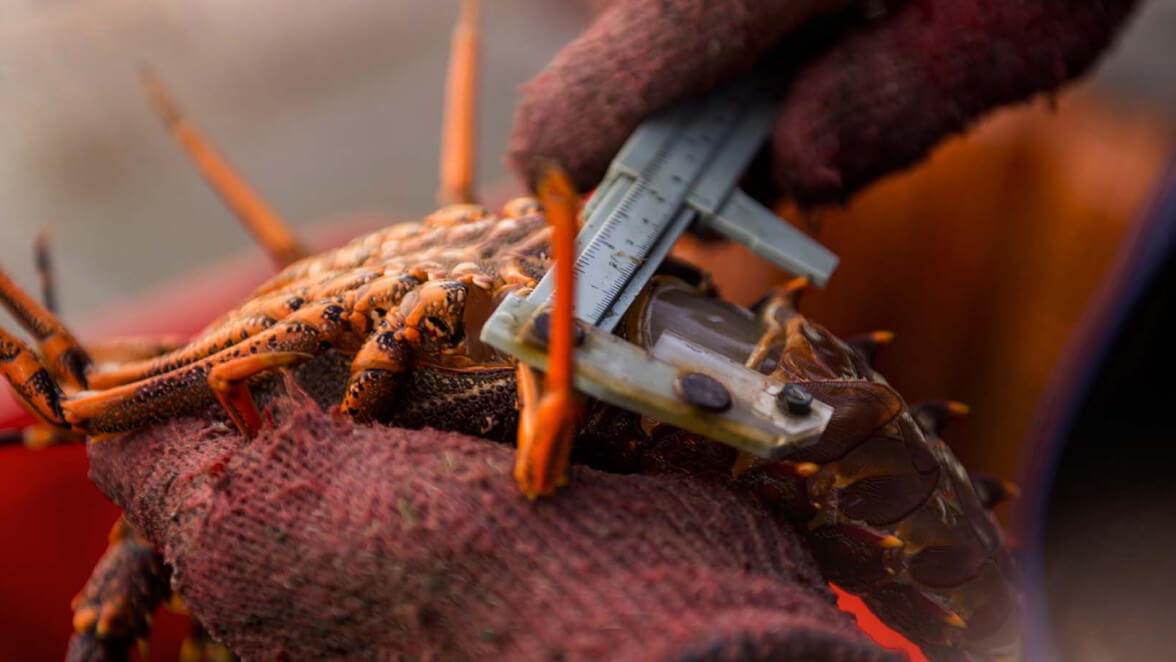 Moana Lobster Product Wellington