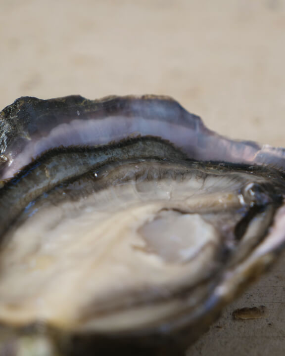 Flip farming - Better for Te Taiao