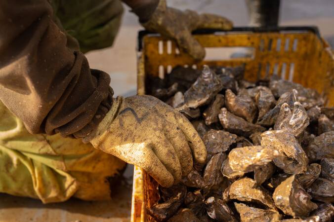 Kirikiritātangi - The name of our new Hatchery.