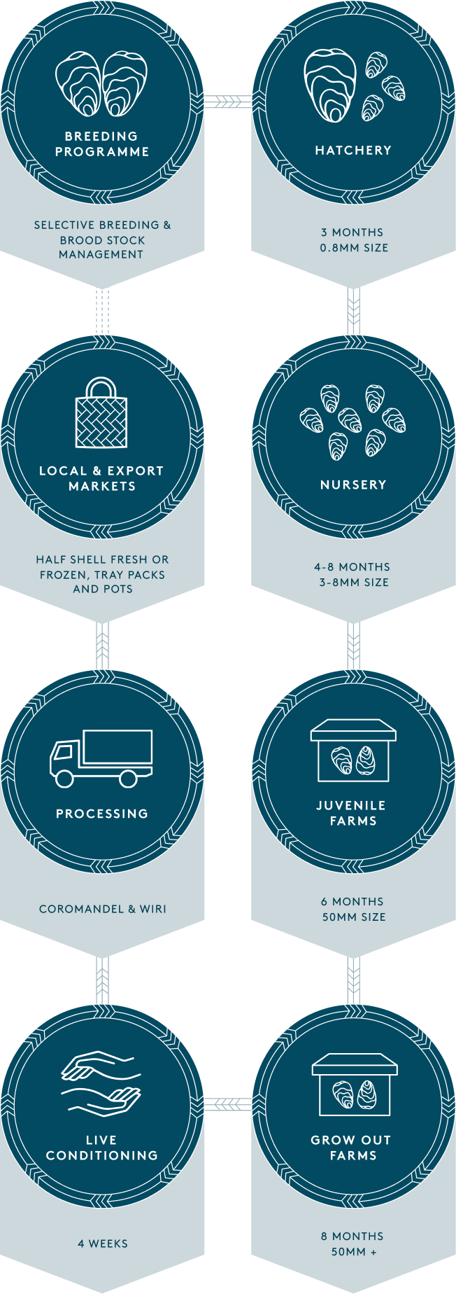 Overview of Tio Growth Cycle